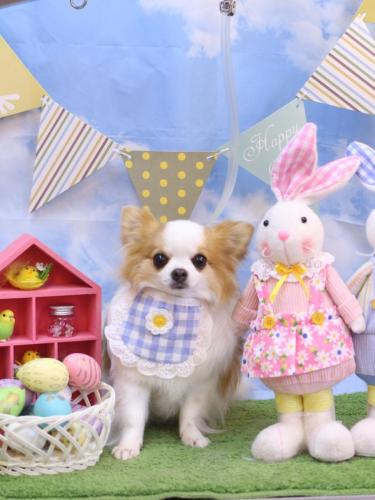 20240327りくくん